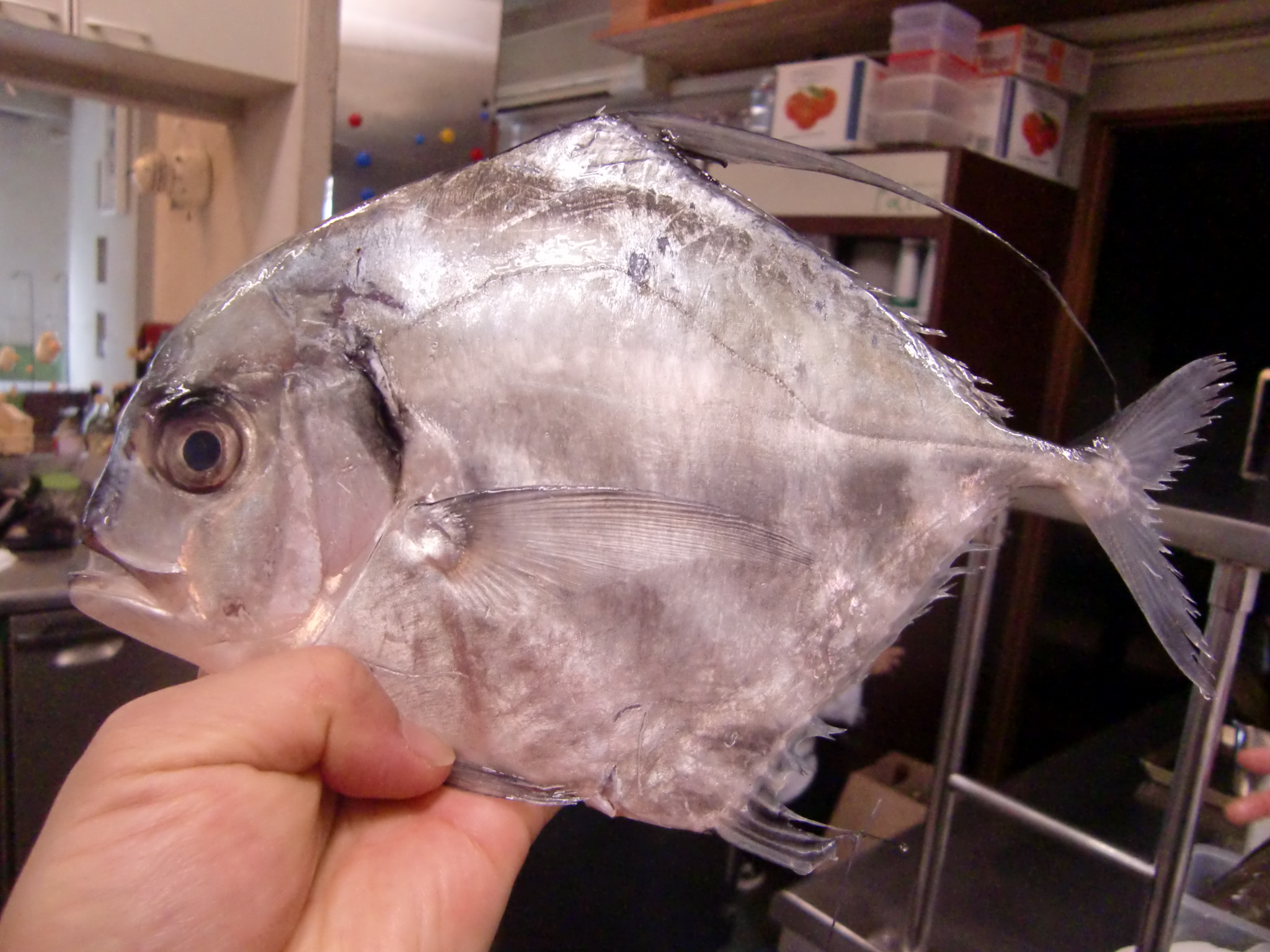 イトヒキアジ 静岡産 スカンピ 下関 Pappaのお魚ブログ イトヒキアジ 静岡産 スカンピ 下関 Pappaのお魚ブログ