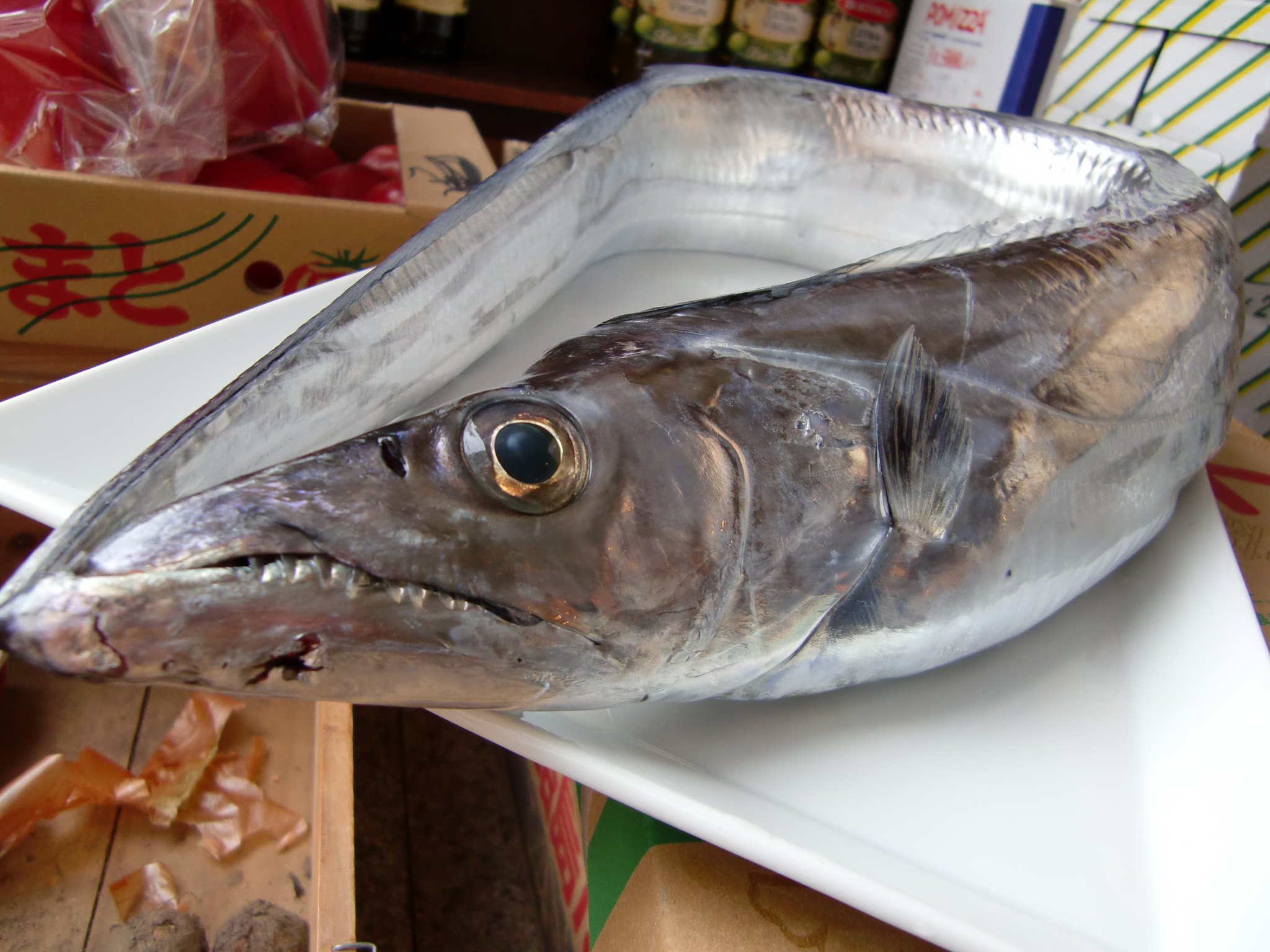 太刀魚 白銀 五島列島小値賀町漁協 Pappaのお魚ブログ 太刀魚 白銀 五島列島小値賀町漁協 Pappaのお魚ブログ