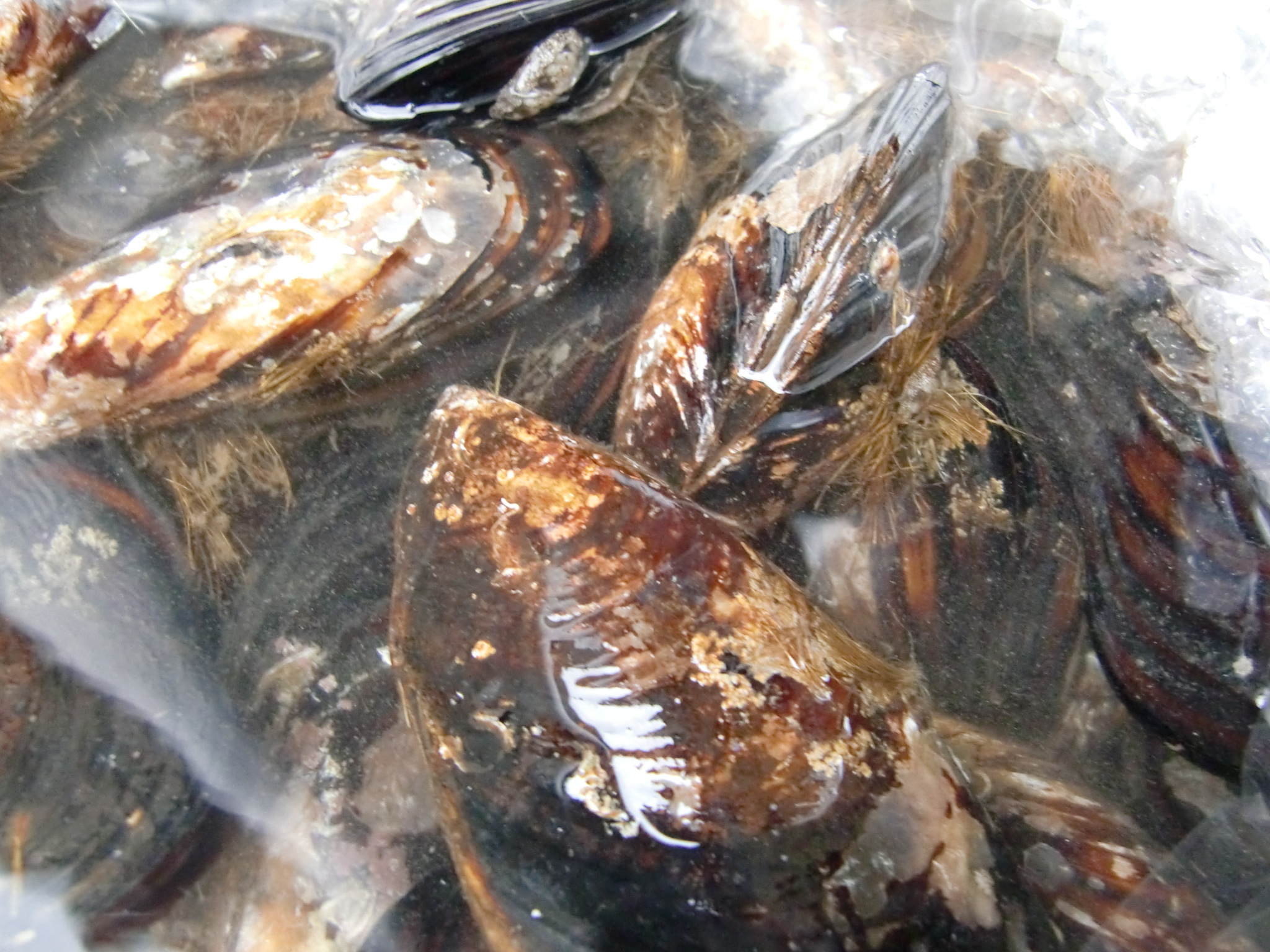 香川県産 瀬戸貝 Pappaのお魚ブログ 香川県産 瀬戸貝 Pappaのお魚ブログ