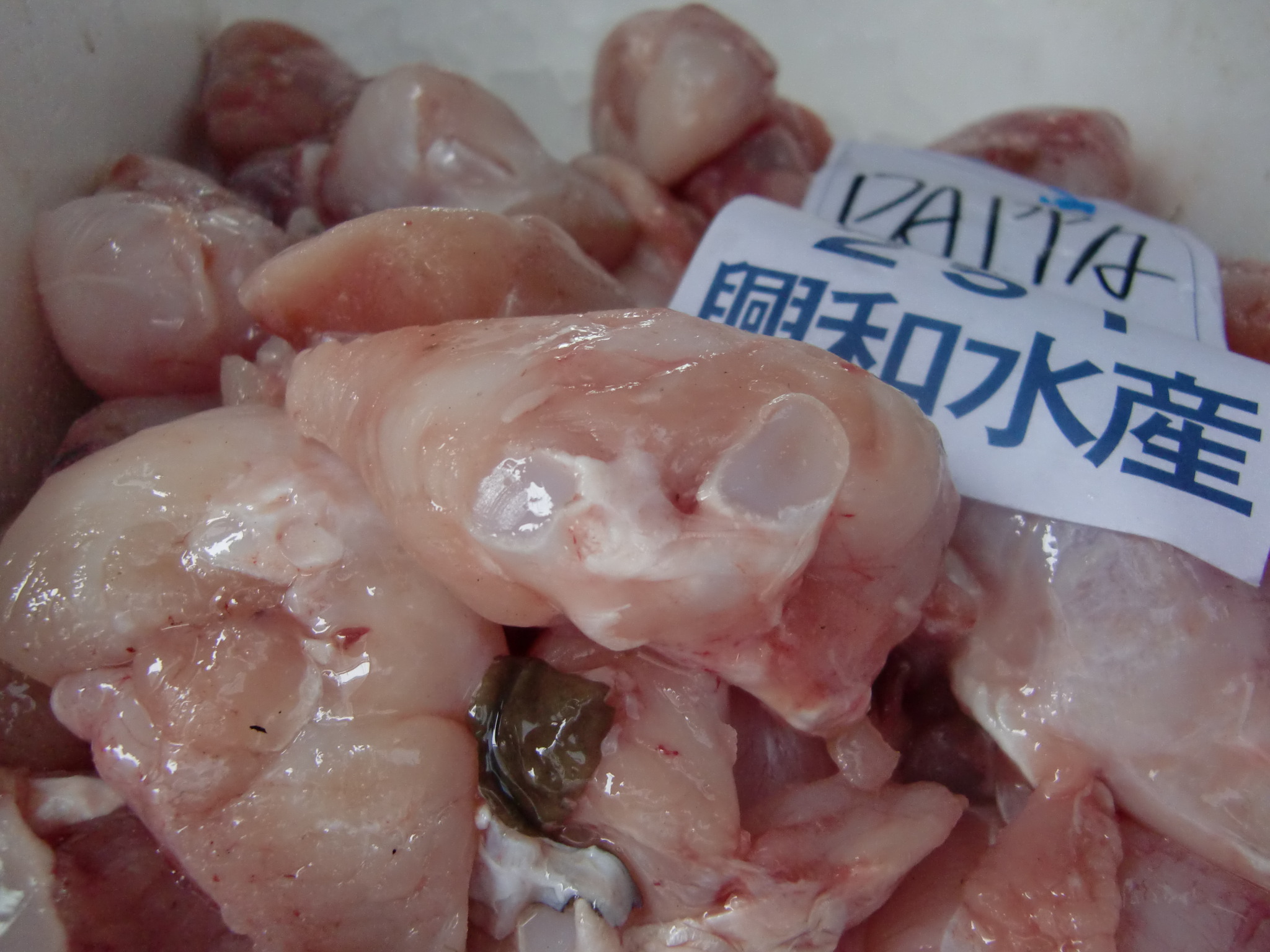 北海道産ガンギエイ かすべ のほっぺ Pappaのお魚ブログ