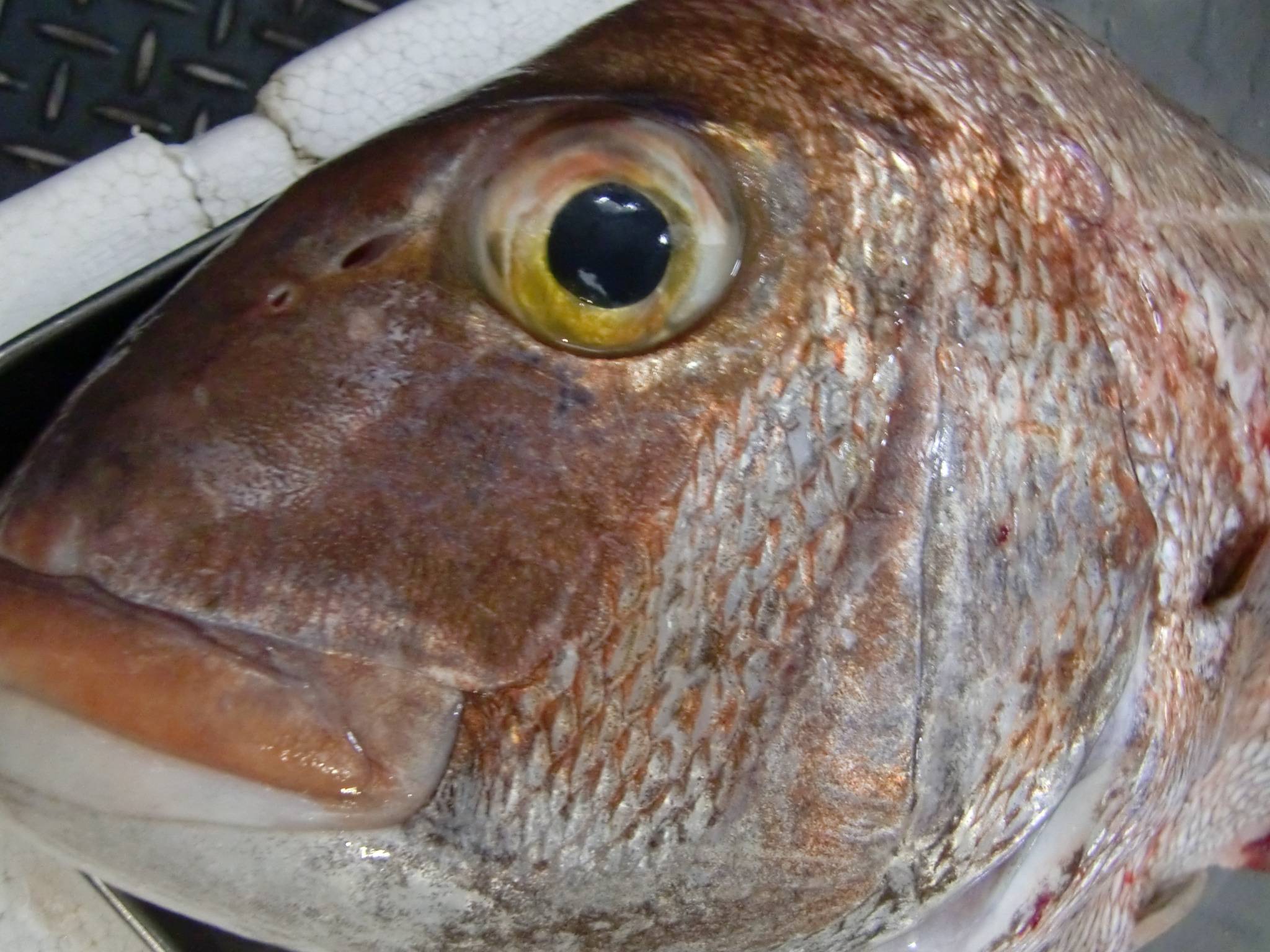青森産よこわ お魚色々 Pappaのお魚ブログ