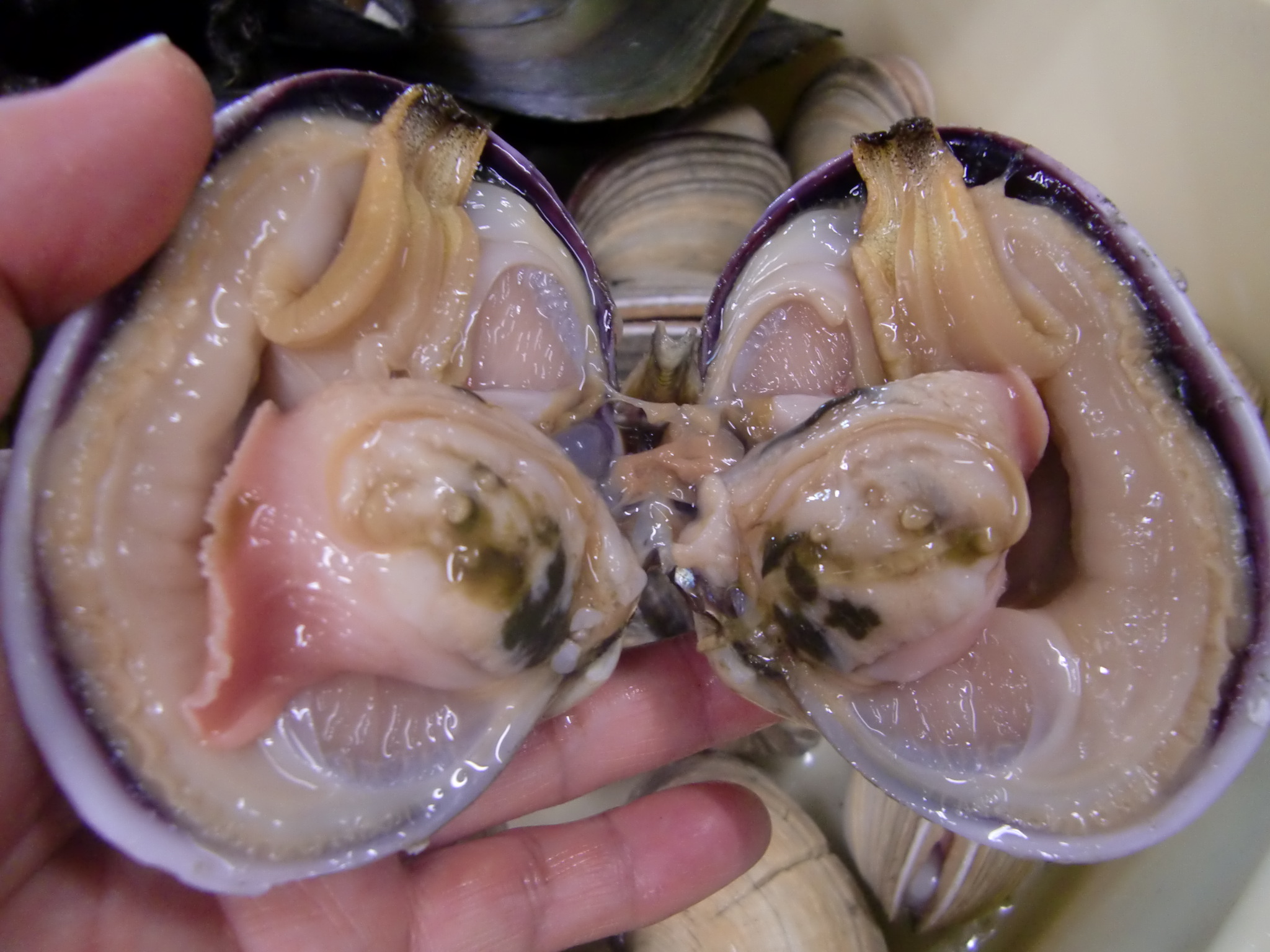大貝 ウチムラサキ Pappaのお魚ブログ