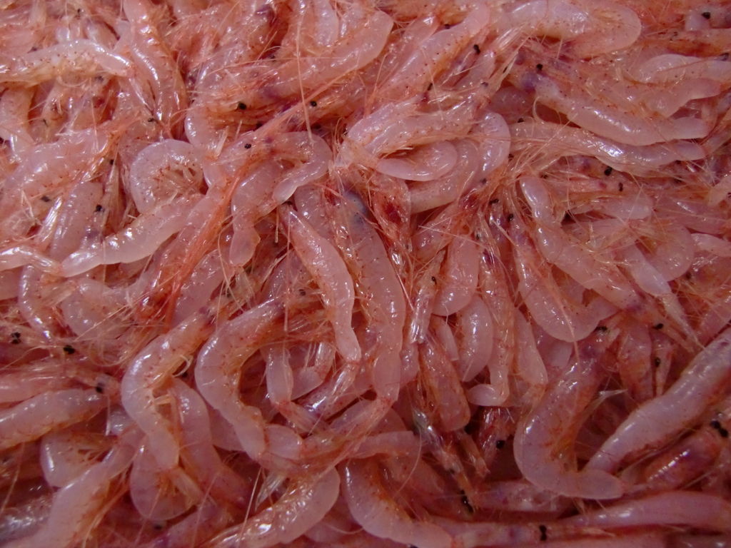 北海道羅臼産シマゾイと静岡桜海老 Pappaのお魚ブログ