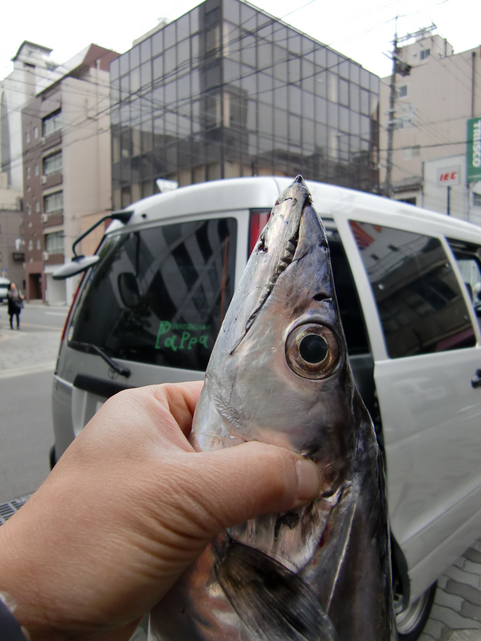 太刀魚 白銀 五島列島小値賀町漁協 Pappaのお魚ブログ 太刀魚 白銀 五島列島小値賀町漁協 Pappaのお魚ブログ