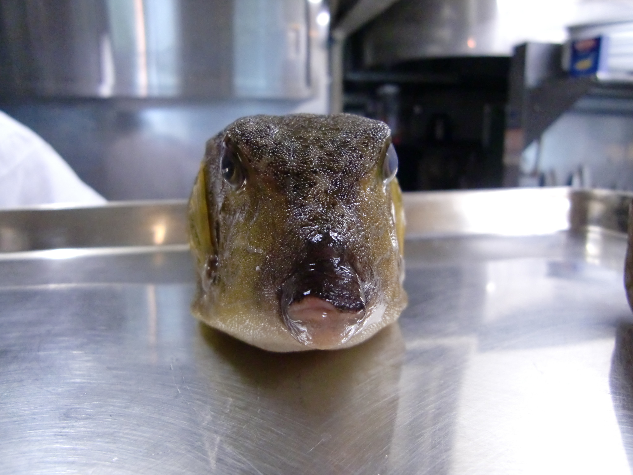 長崎産箱河豚と鱈白子始めました Pappaのお魚ブログ 長崎産箱河豚と鱈白子始めました Pappaのお魚ブログ