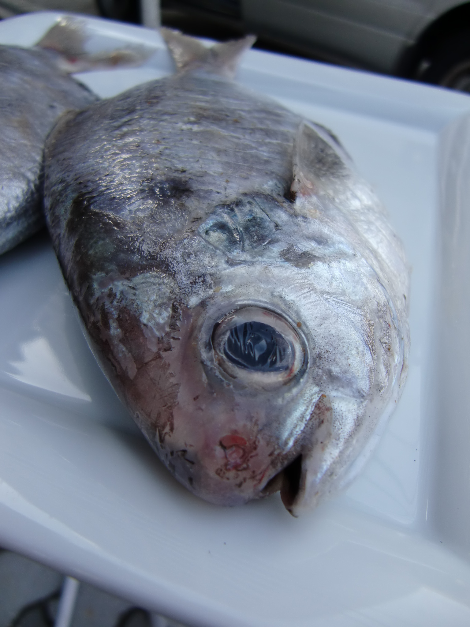 シズ エボダイ イボダイ ボウゼ Pappaのお魚ブログ