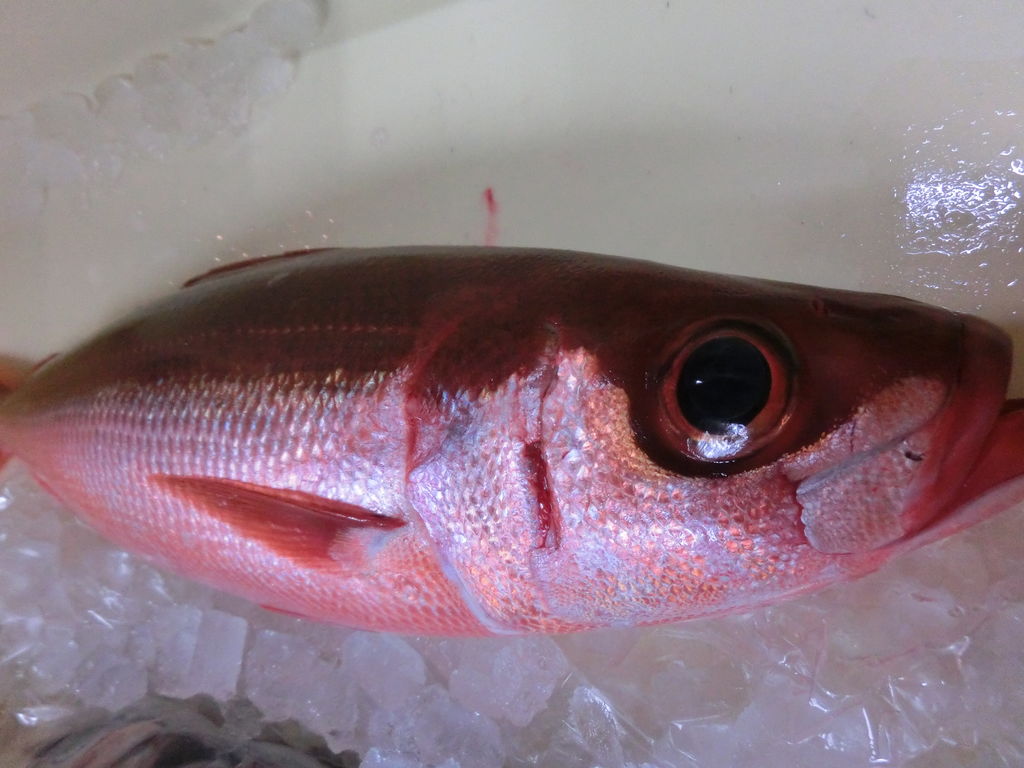 氷下魚 コマイ と活〆鰆とハチビキ Pappaのお魚ブログ 氷下魚 コマイ と活〆鰆とハチビキ Pappaのお魚ブログ