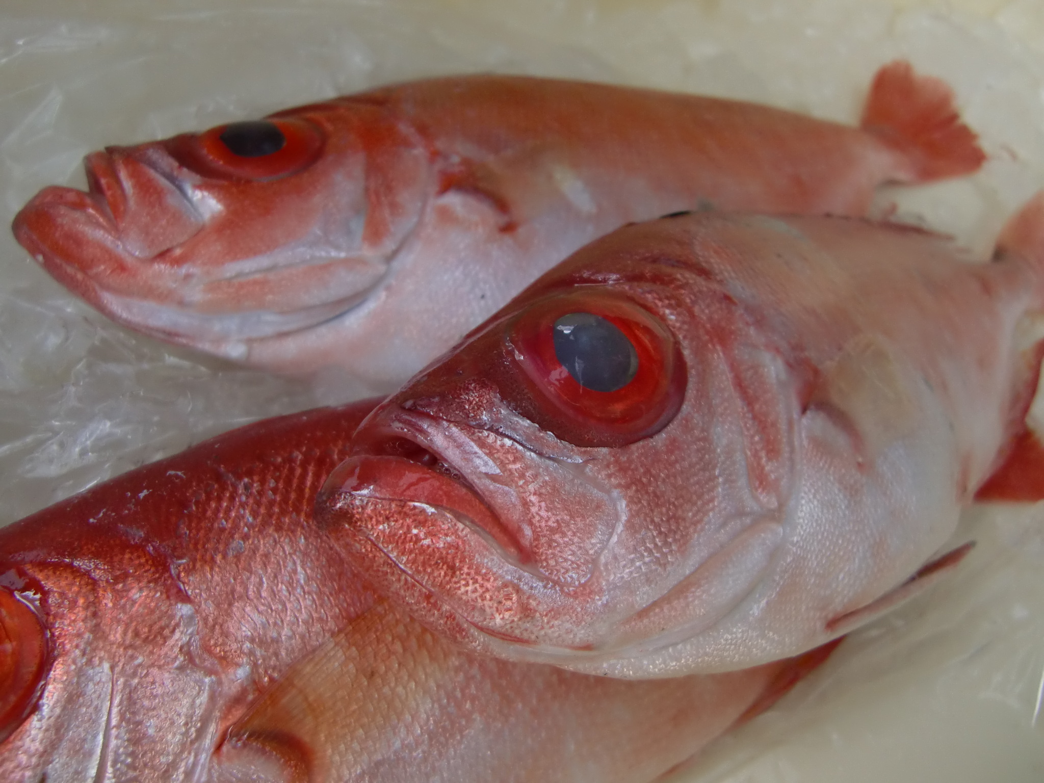 高知産キントキダイ Pappaのお魚ブログ 高知産キントキダイ Pappaのお魚ブログ