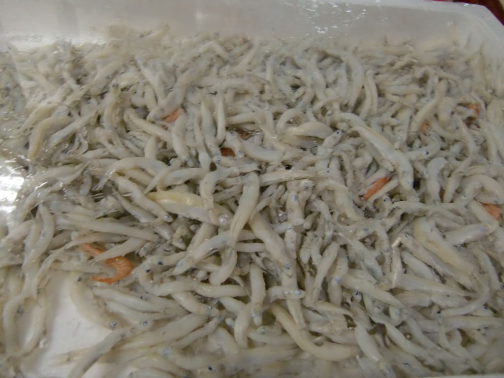 琵琶湖産氷魚と久しぶりの和歌山産赤ヤガラ Pappaのお魚ブログ