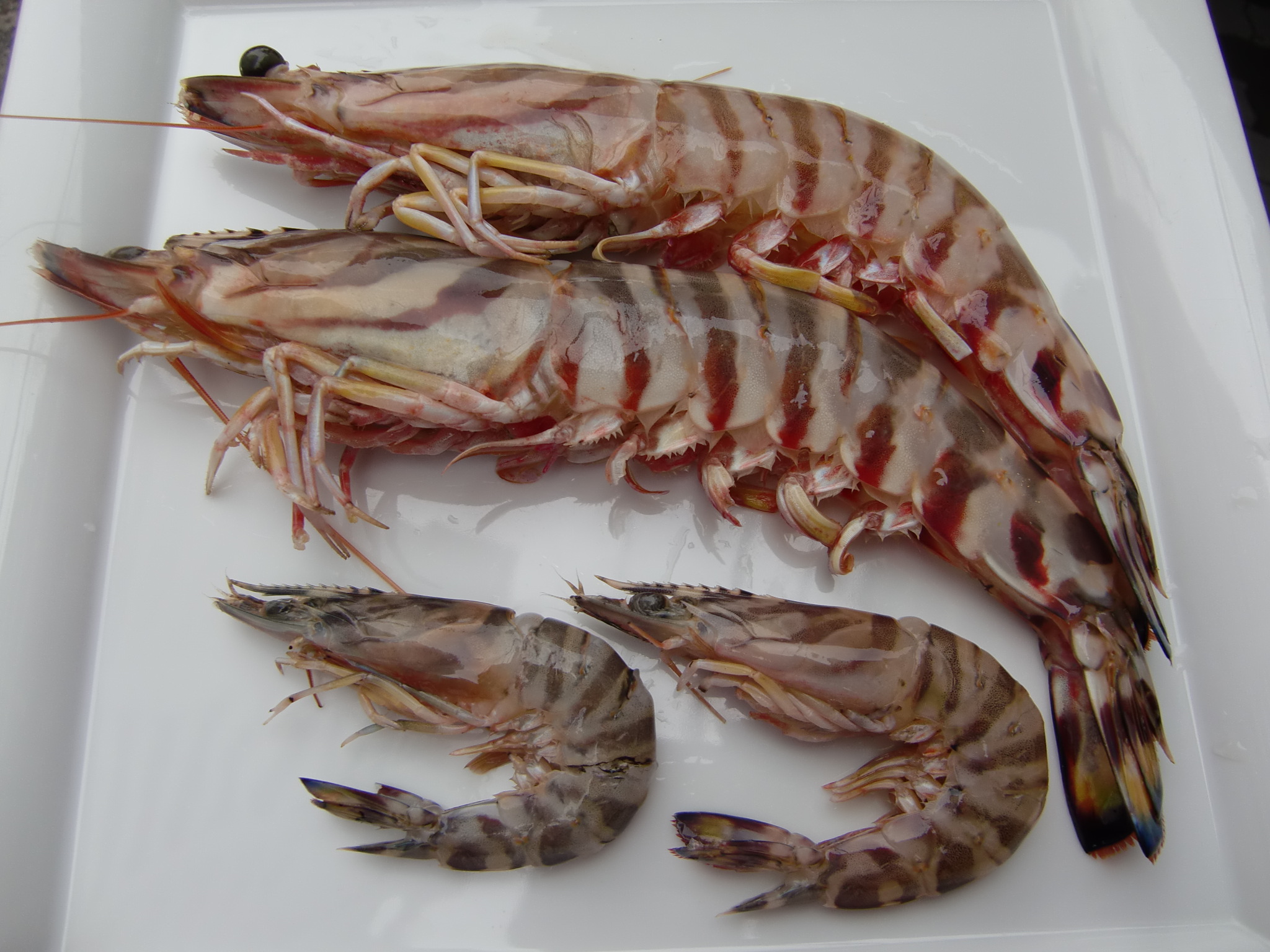 大分産天然車海老 Pappaのお魚ブログ 大分産天然車海老 Pappaのお魚ブログ