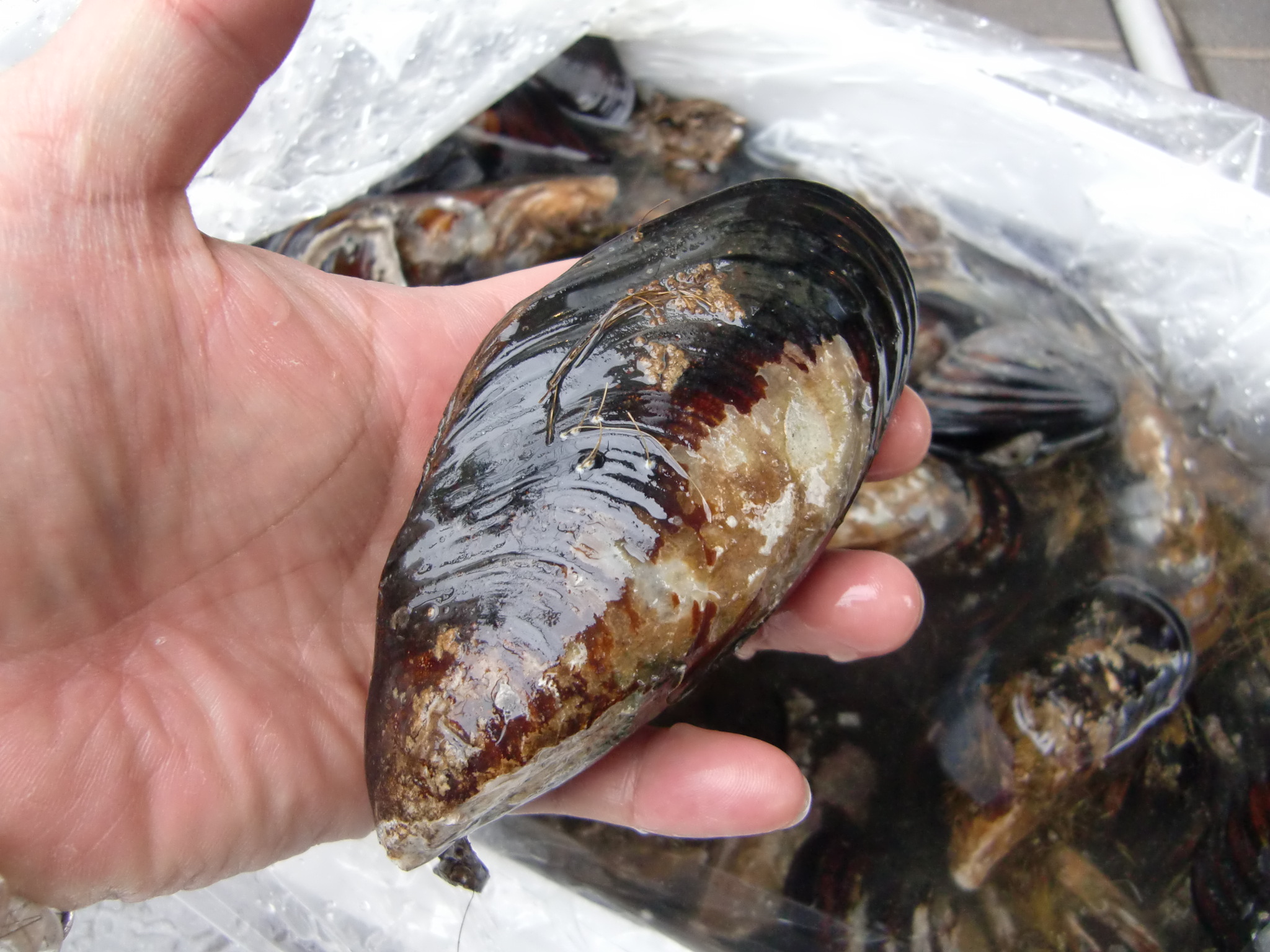 香川県産 瀬戸貝 Pappaのお魚ブログ 香川県産 瀬戸貝 Pappaのお魚ブログ