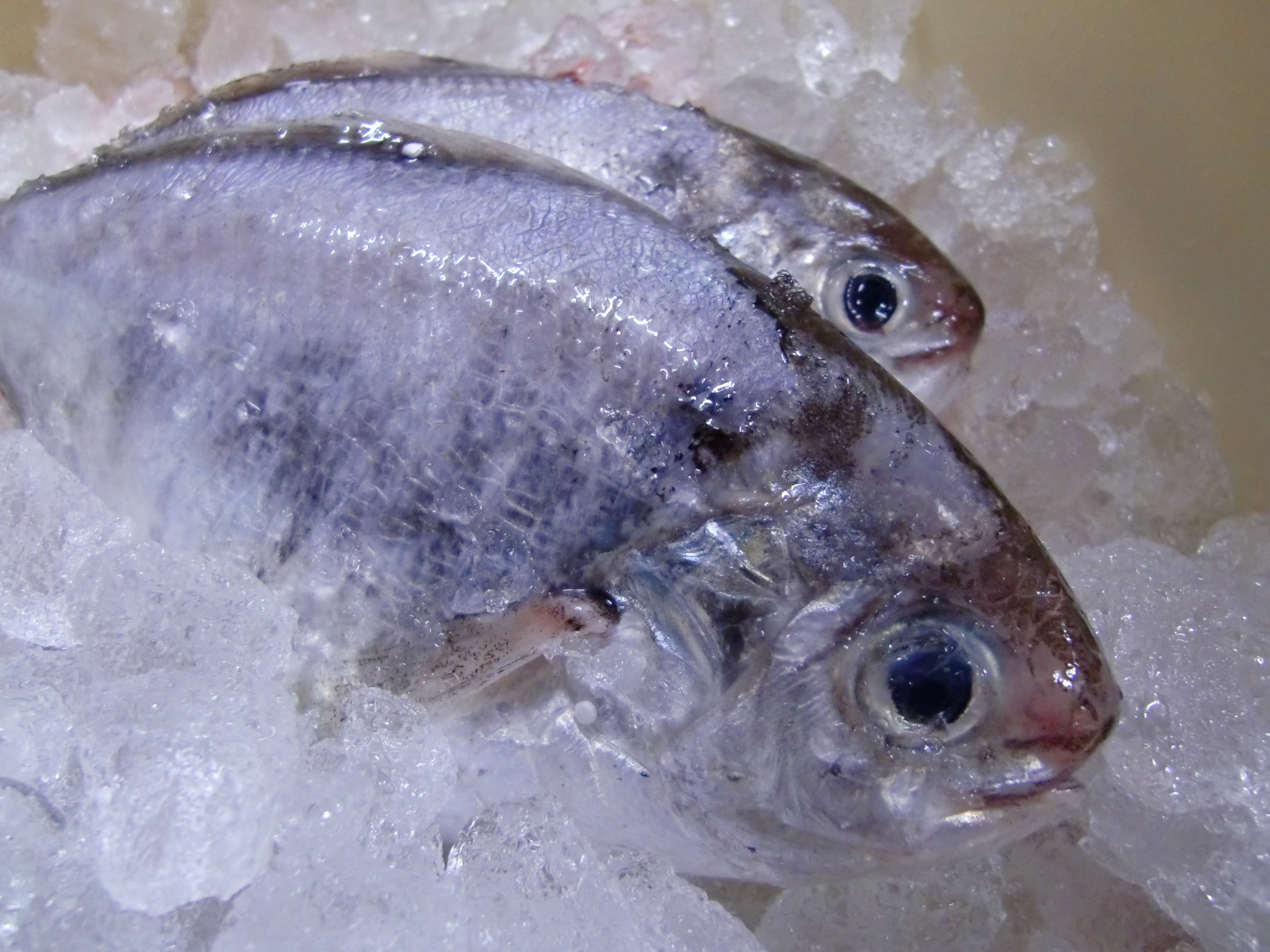 長崎産シズと北海道厚岸の海胆 Pappaのお魚ブログ 長崎産シズと北海道厚岸の海胆 Pappaのお魚ブログ