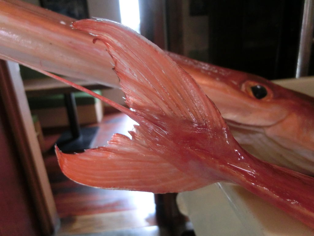 熊本産赤矢柄4 4kg Pappaのお魚ブログ 熊本産赤矢柄4 4kg Pappaのお魚ブログ