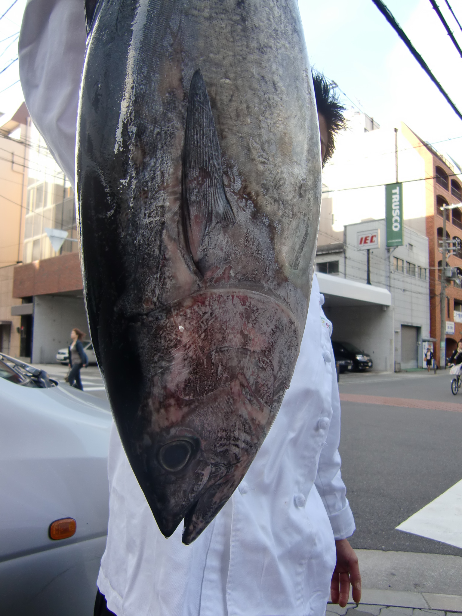青森産よこわ お魚色々 Pappaのお魚ブログ