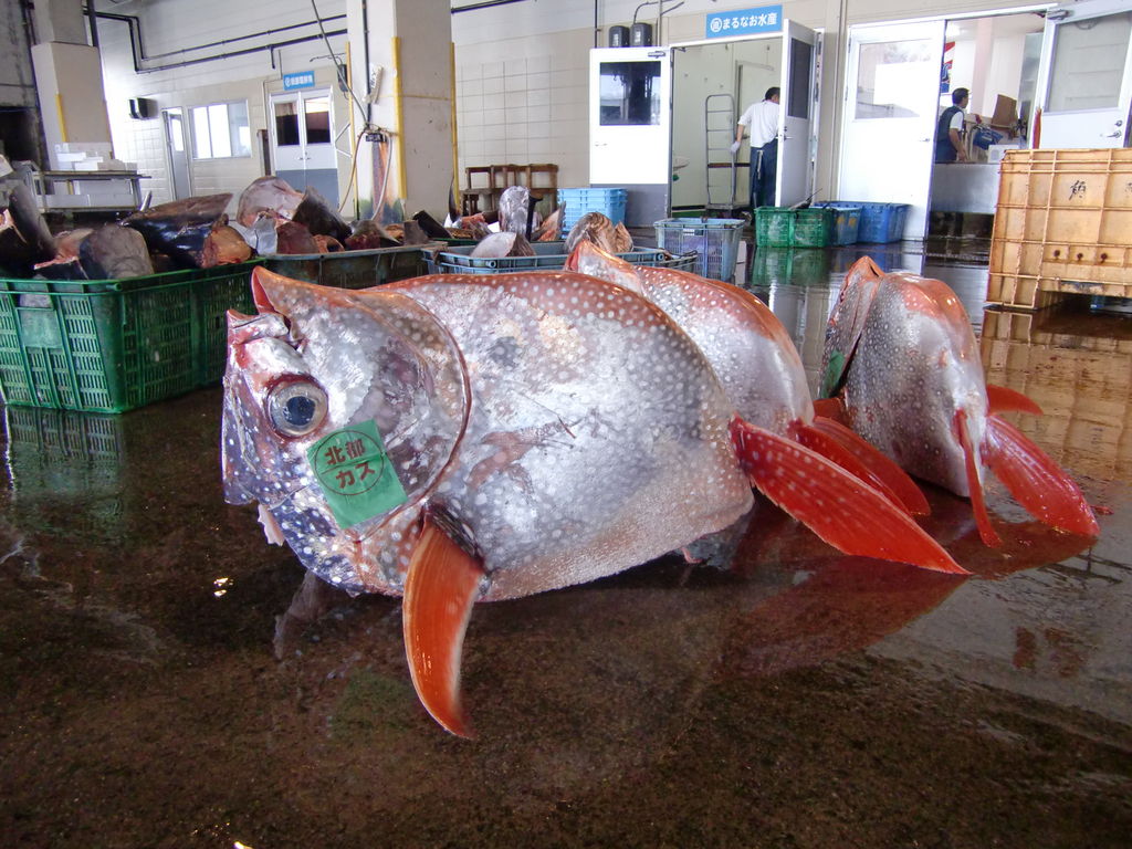 和歌山新宮産 赤マンボウ Pappaのお魚ブログ 和歌山新宮産 赤マンボウ Pappaのお魚ブログ