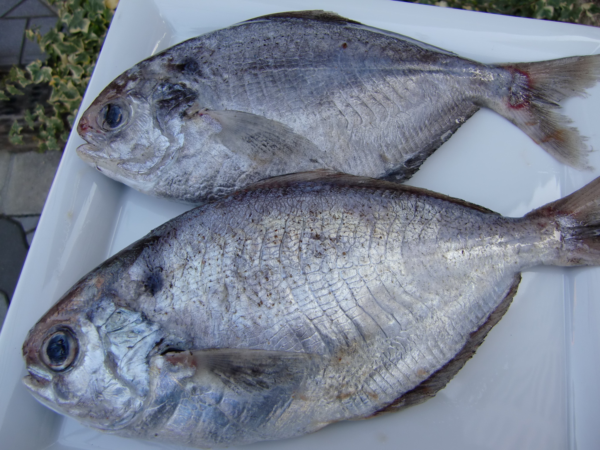シズ エボダイ イボダイ ボウゼ Pappaのお魚ブログ シズ エボダイ イボダイ ボウゼ Pappaのお魚ブログ