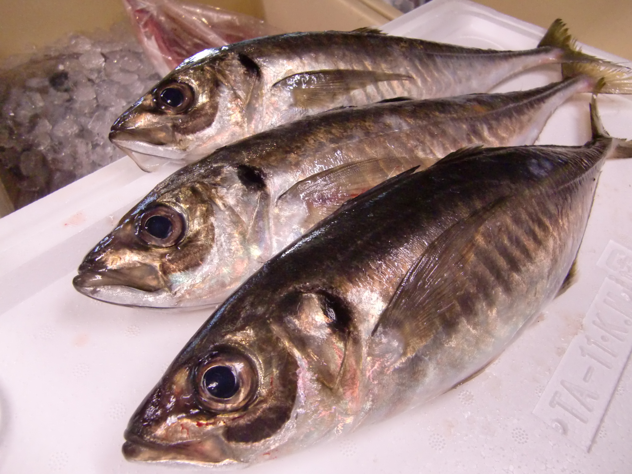 愛媛県 岬アジ Pappaのお魚ブログ