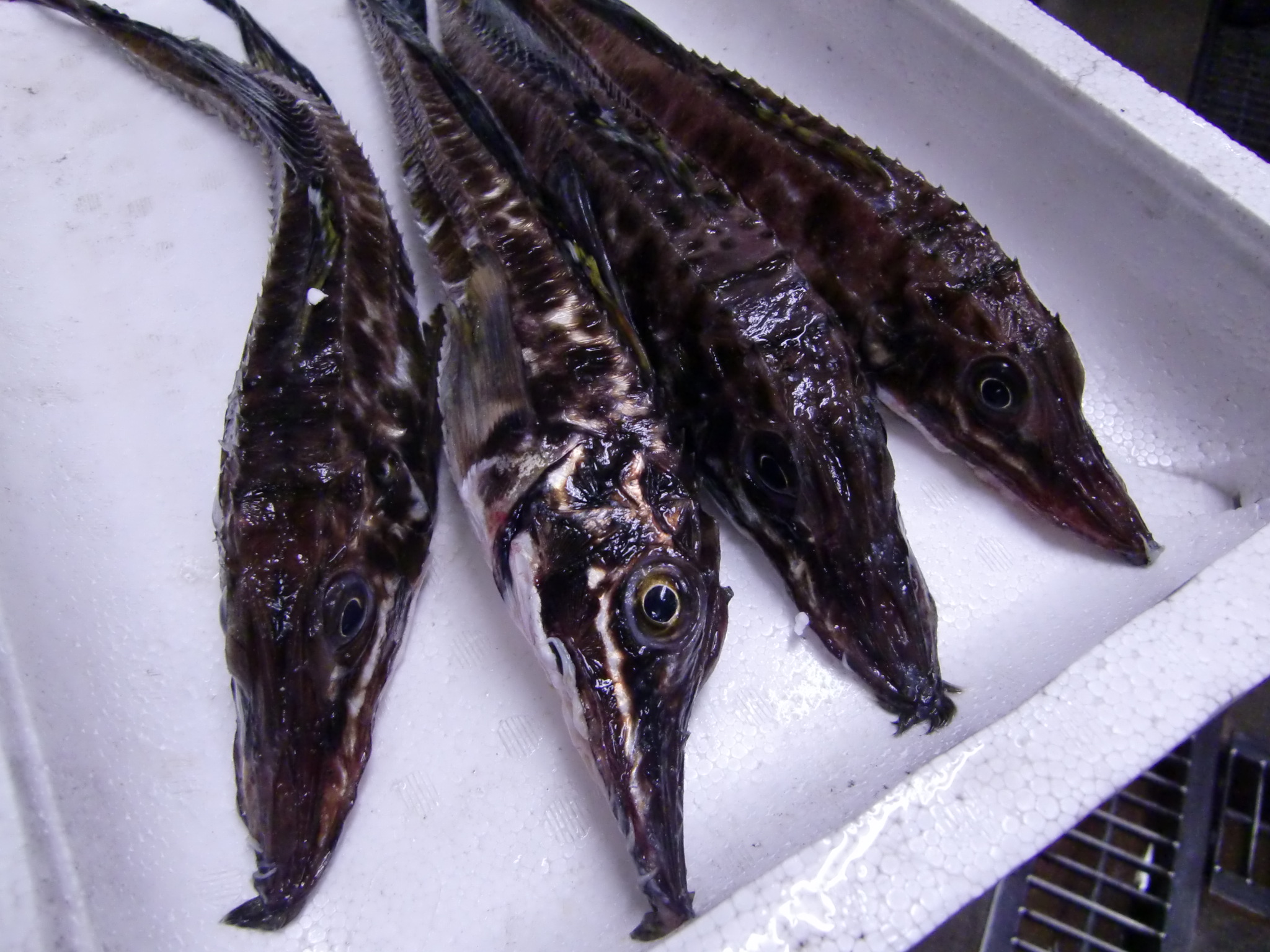 岩手県産八角 Pappaのお魚ブログ 岩手県産八角 Pappaのお魚ブログ