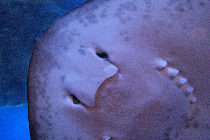 エイの口 北海道を気まま撮り