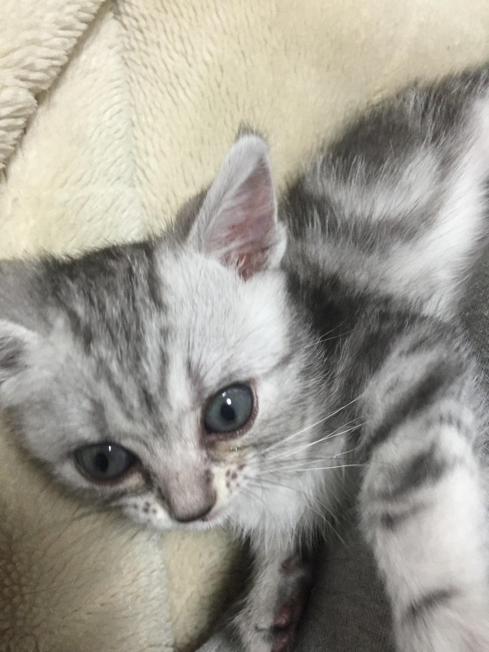 うちの猫の写メがたまったから みそかつ じゃぱぁん