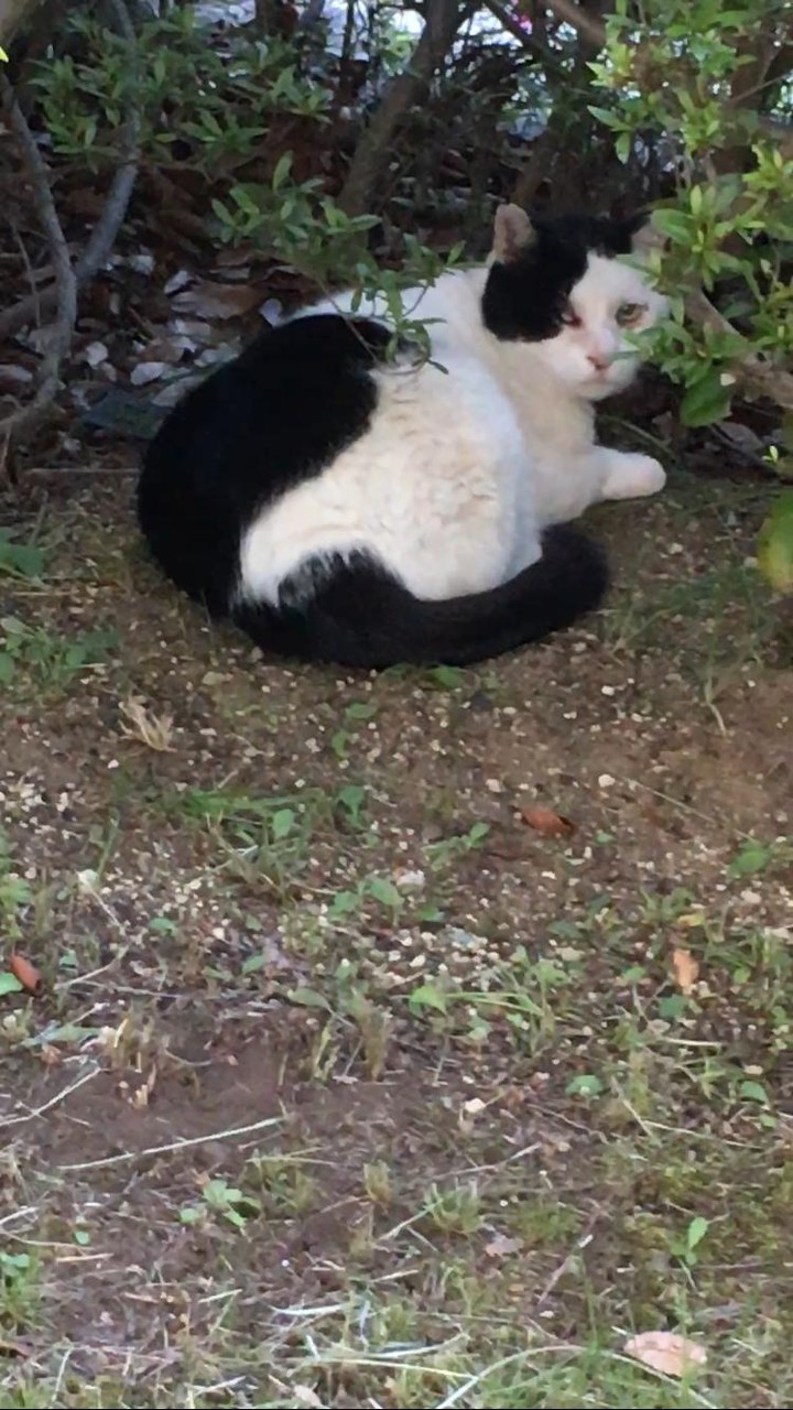 ブッッッサイクな猫がいるんだがｗｗｗｗ みそかつ じゃぱぁん