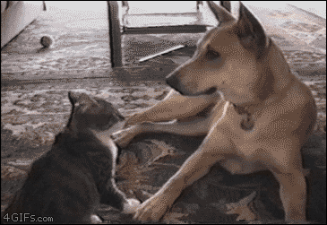 猫と犬がいちゃいちゃしてるgifくれ みそかつ じゃぱぁん 猫と犬がいちゃいちゃしてるgifくれ みそかつ じゃぱぁん