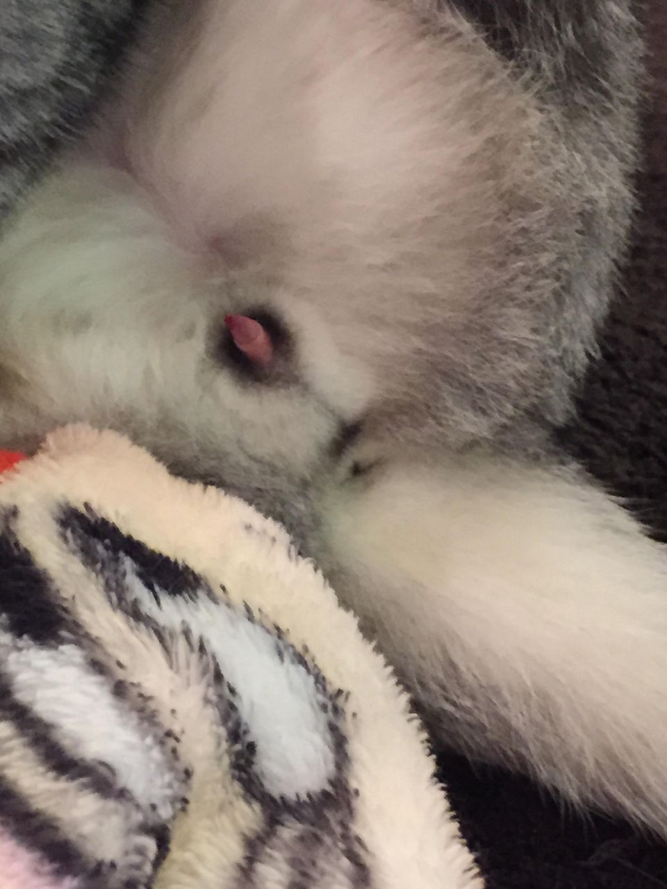 猫カフェでやばい写真撮れたんだが みそかつ じゃぱぁん 猫カフェでやばい写真撮れたんだが みそかつ じゃぱぁん