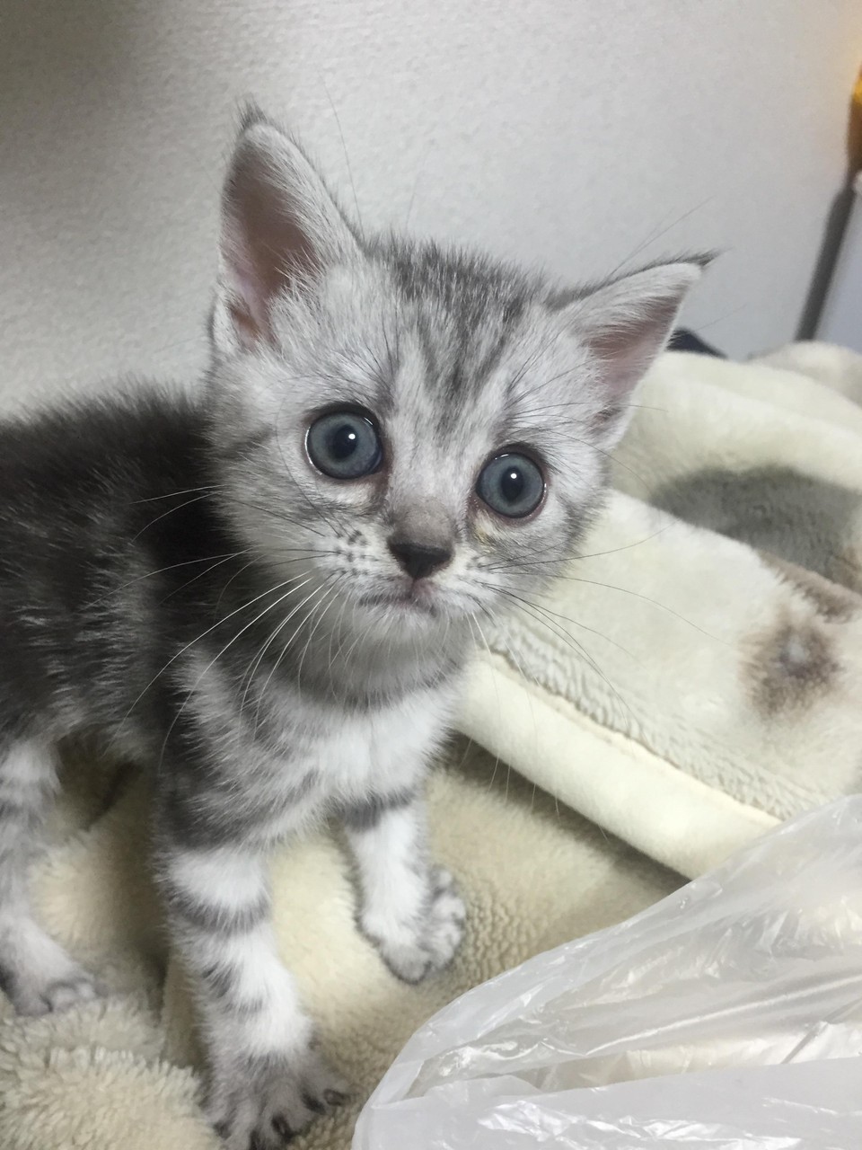 うちの猫の写メがたまったから みそかつ じゃぱぁん
