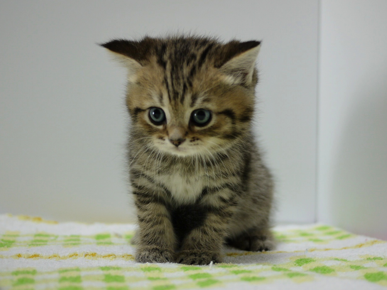 猫ってあざといくらいに可愛いよな みそかつ じゃぱぁん