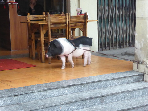 赤坎 豚さん