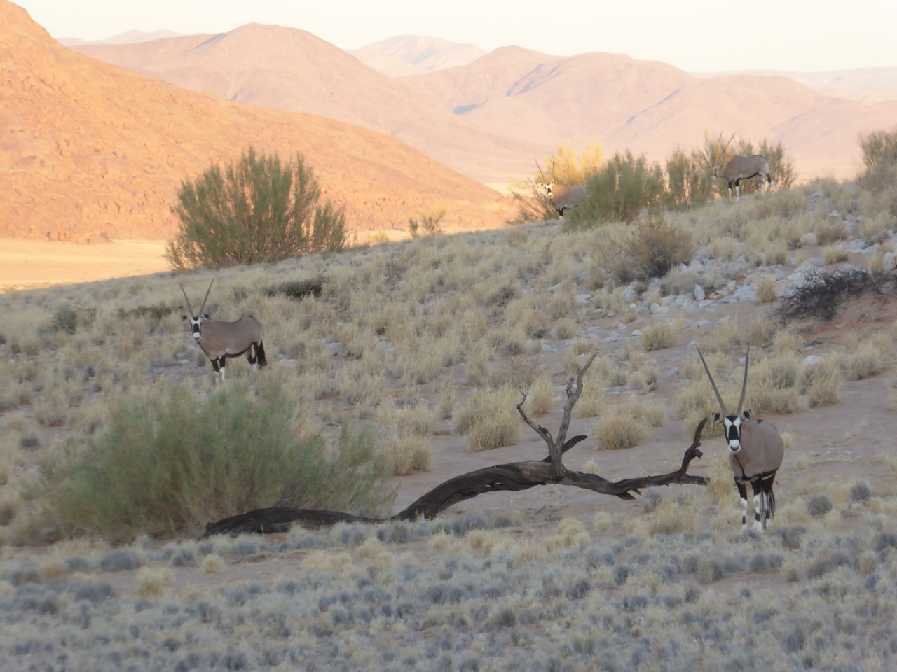 南部アフリカ周遊 その２７ ナミブ砂漠周辺で出会える動物たち ひまがあれば海外 女子一人旅