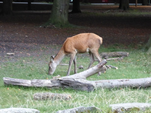 シカ公園 (4)