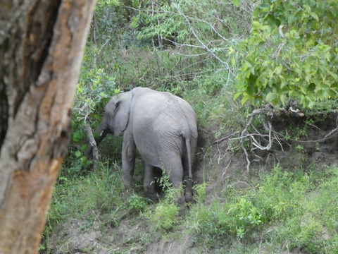 Fig Tree Camp (8)