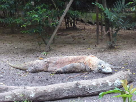 Singapore zoo21