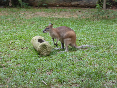 Singapore zoo4