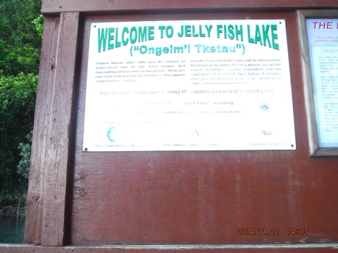 jellyfish lake