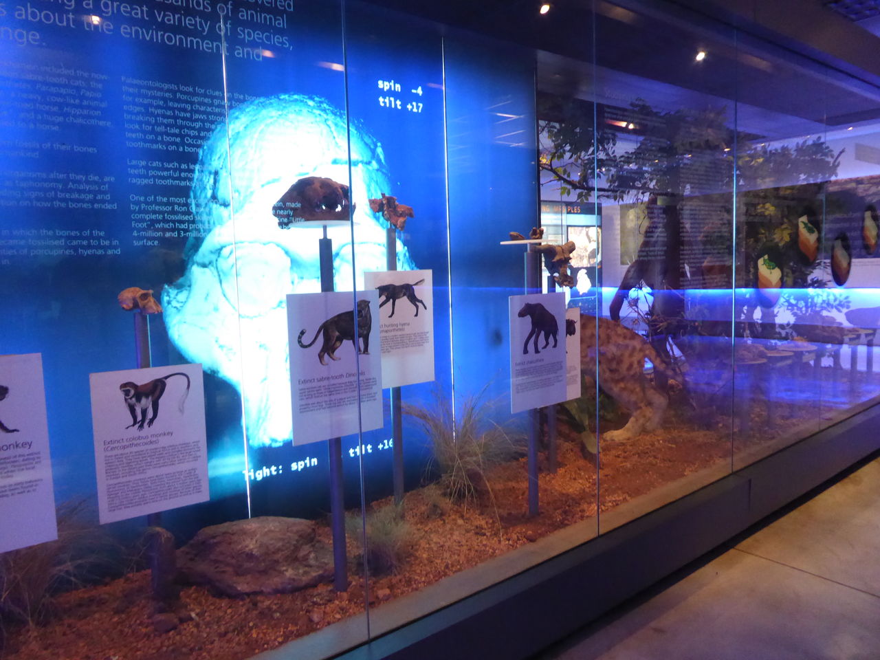 南部アフリカ周遊 その30 世界遺産 スタークフォンテン洞窟 ひまがあれば海外 女子一人旅 南部アフリカ周遊 その30 世界遺産 スタークフォンテン洞窟 ひまがあれば海外 女子一人旅