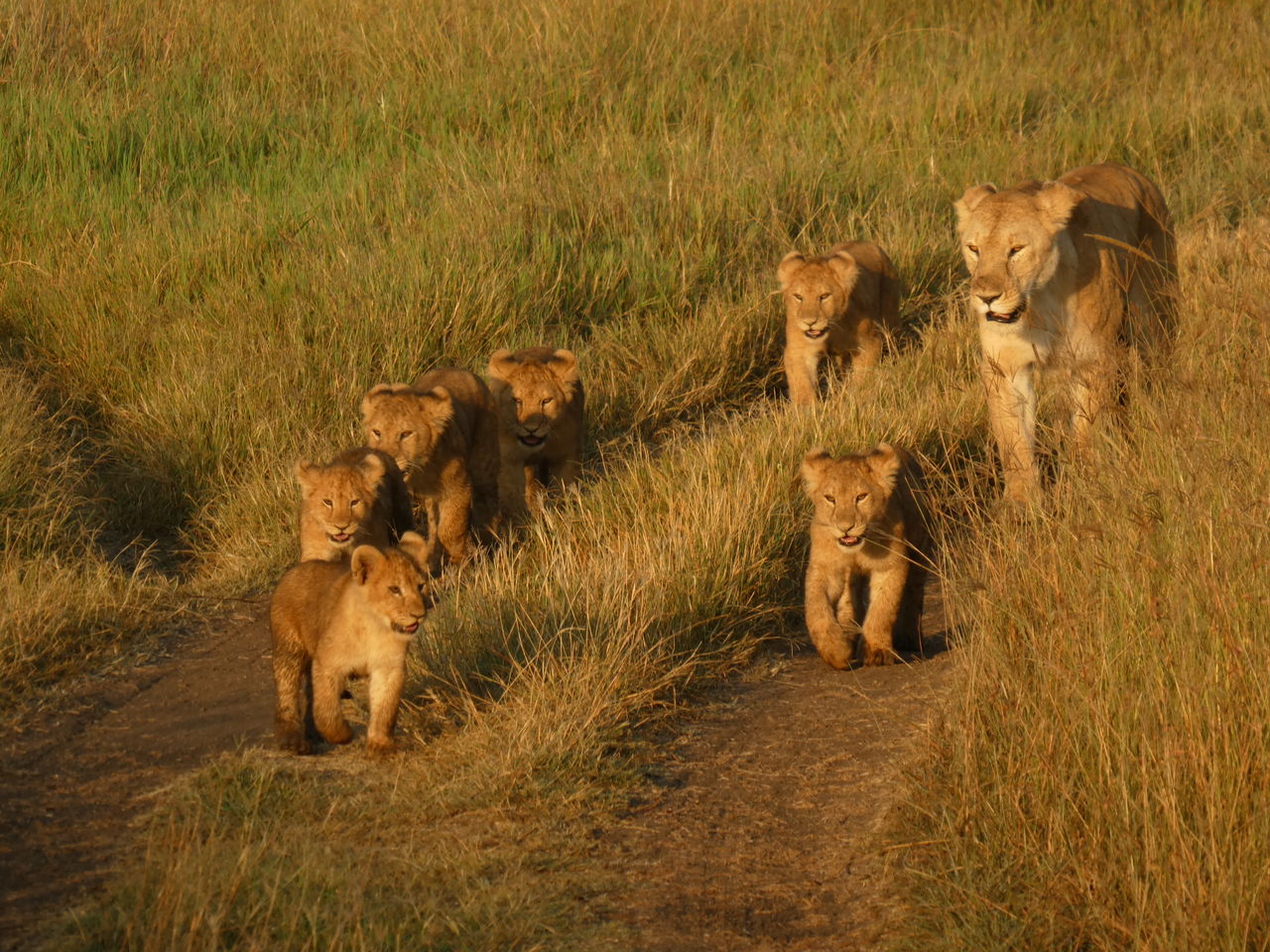 ケニア タンザニア旅行 その２５ セレンゲティ国立公園 ゲームサファリ2日目 ひまがあれば海外 女子一人旅