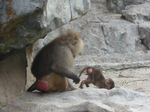 Singapore zoo6