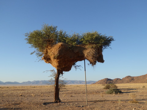 鳥の巣