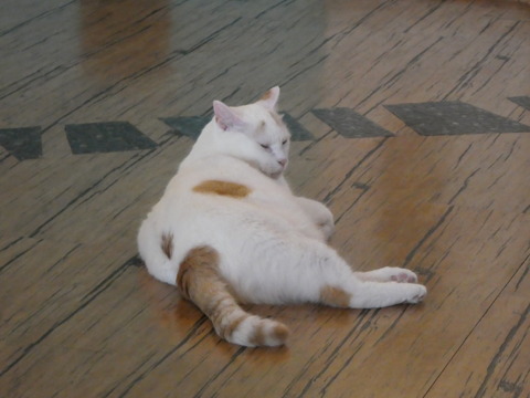猫カフェ (14)