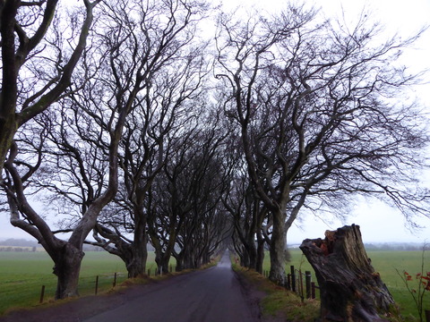 Dark Hedges (2)