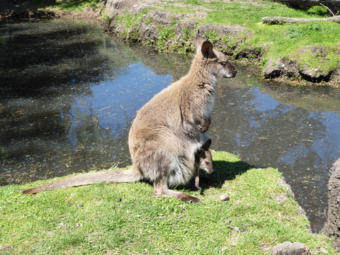 Willowbank wildlife reserve (38)