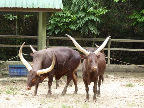 ②Lok Kawi Wild Life Park37