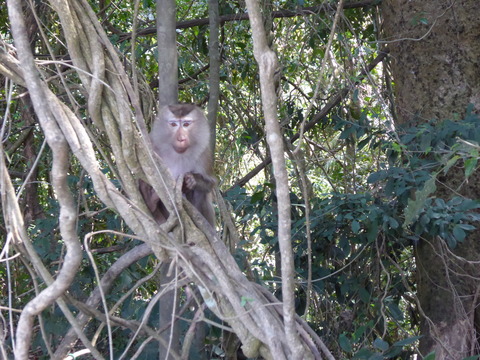 カオヤイ国立公園35