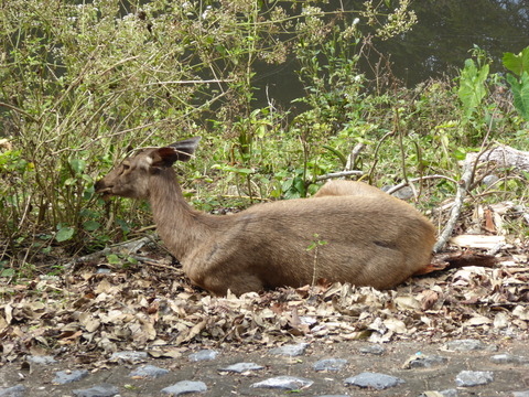 カオヤイ国立公園23