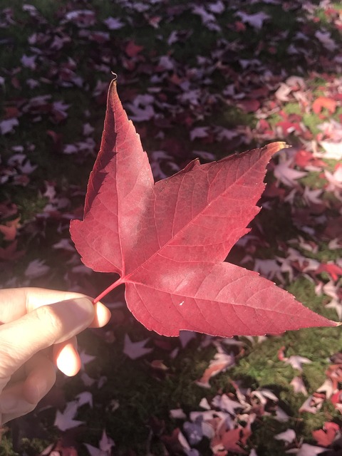 バンクーバー紅葉