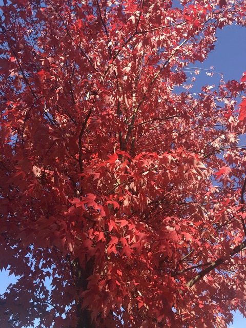 バンクーバー紅葉