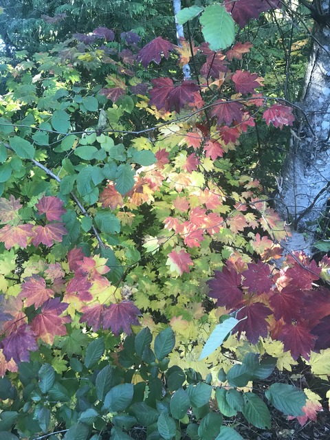 バンクーバー紅葉