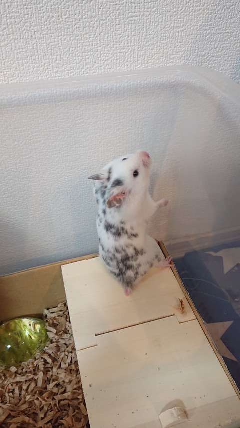 新ハム登場 ダルちゃん 月刊ギルガメッシュ 新ハム登場 ダルちゃん 月刊ギルガメッシュ